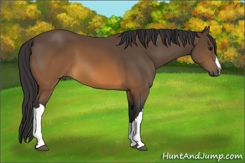 Horse Color: Buckskin 
