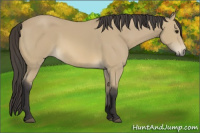 Horse Color:Buckskin 