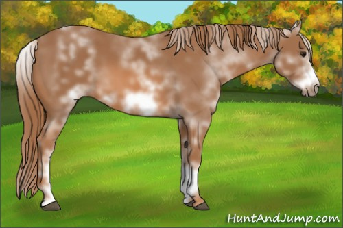 Horse Color: White Spotted Chestnut Sabino Frame 
