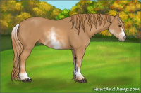 Horse Color:White Spotted Chestnut Sabino Frame 