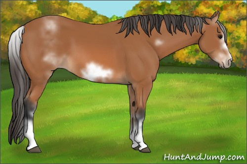 Horse Color: White Spotted Bay Sabino Frame 