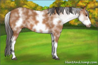 Horse Color:White Spotted Bay Sabino Frame 