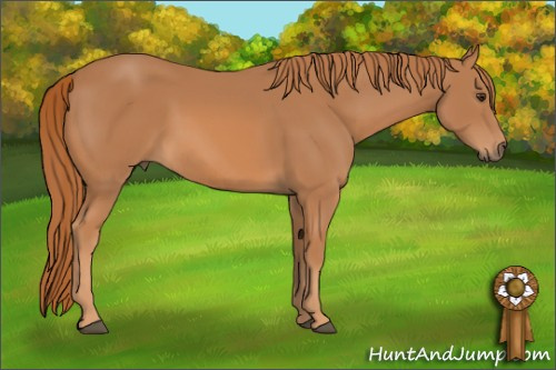 Horse Color: Chestnut 