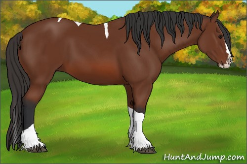 Horse Color:Bay Splash Tobiano