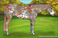 Horse Color:White Spotted Chestnut Sabino Frame 