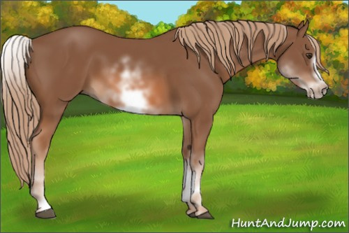 Horse Color: White Spotted Chestnut Sabino Frame 