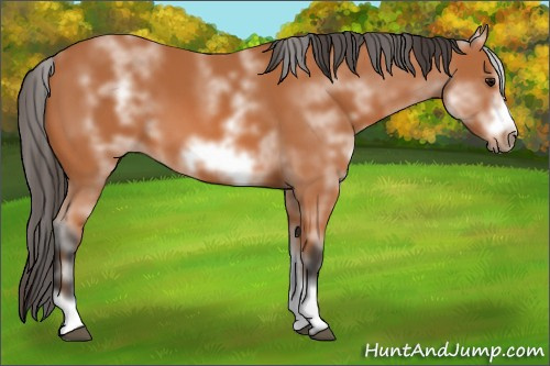 Horse Color: White Spotted Bay Sabino Frame 