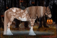 Horse Color:White Spotted Chestnut Sabino Frame 