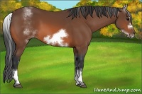 Horse Color:White Spotted Bay Sabino Frame 