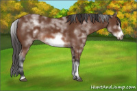 Horse Color:White Spotted Bay Sabino Frame 