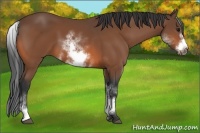 Horse Color:White Spotted Bay Sabino Frame 
