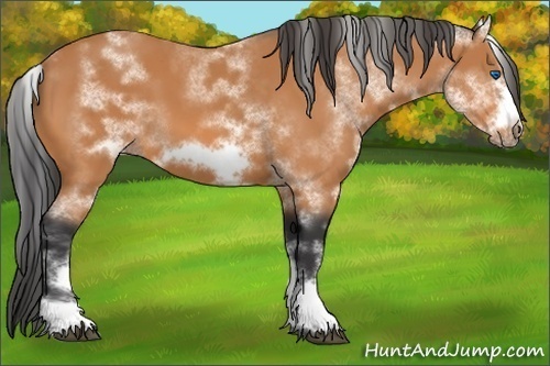 Horse Color:White Spotted Bay Sabino Frame