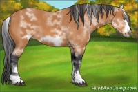 Horse Color:White Spotted Bay Sabino Frame