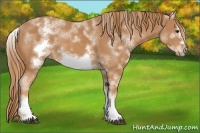 Horse Color:White Spotted Chestnut Sabino Frame 