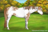 Horse Color:White Spotted Chestnut Sabino Frame 