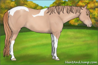 Horse Color:Gold Champagne Tobiano 