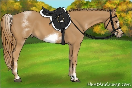 Horse Color:White Spotted Chestnut Sabino Frame
