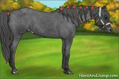 Horse Color:Blue Roan Blanket 