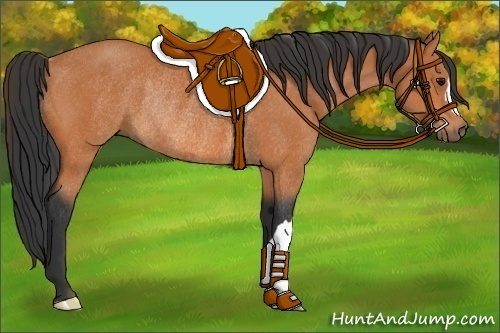 Horse Color:Bay Rabicano 