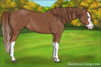 Horse Color:Chestnut Splash 
