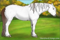 Horse Color:Gray White Spotted Chestnut 