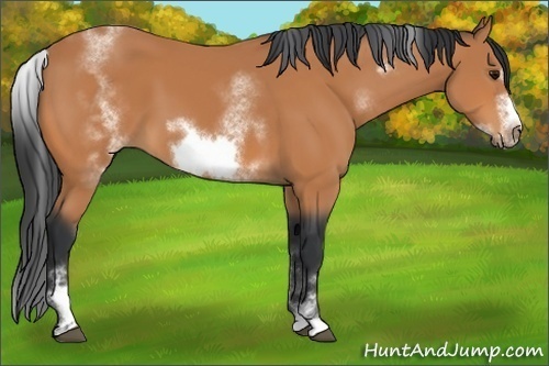 Horse Color:White Spotted Bay Sabino Frame 