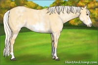 Horse Color:White Spotted Palomino Dun Sabino Frame