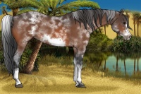 Horse Color:White Spotted Bay Sabino Frame 