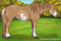 Horse Color:White Spotted Chestnut Sabino Frame 