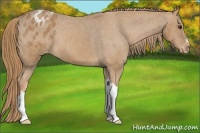 Horse Color:Chestnut Appaloosa