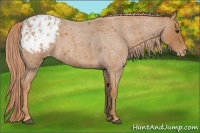 Horse Color:Red Roan Blanket 