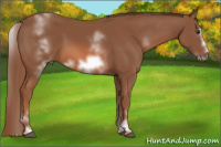 Horse Color:White Spotted Chestnut Sabino Frame 