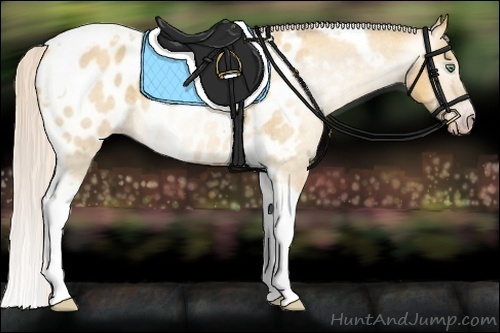 Horse Color:Gray Silver Amber Cream Champagne Roan Dun Splash Tobiano Frame Appaloosa Rabicano