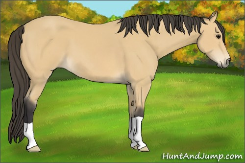 Horse Color: Unknown 
