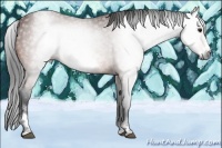 Horse Color:Gray White Spotted Bay Sabino Frame 