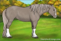 Horse Color:Silver Grullo Splash 