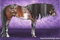 Horse Color:White Spotted Bay Sabino Frame 