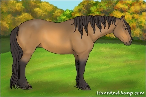 Horse Color: Buckskin 
