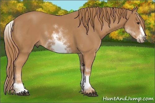 Horse Color:White Spotted Chestnut Sabino Frame 