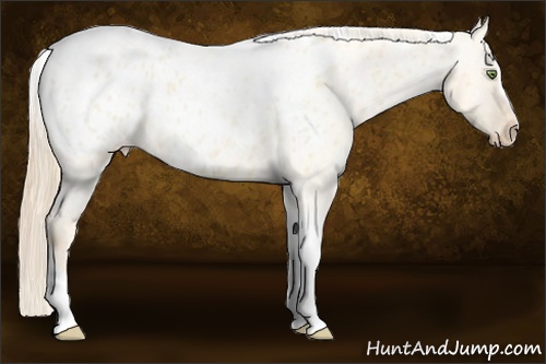 Horse Color:Gold Champagne Roan Dun Splash Tobiano Frame Appaloosa Rabicano 