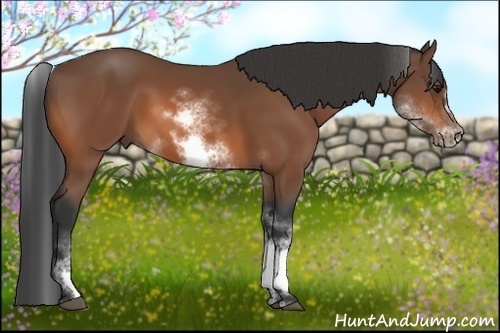 Horse Color:White Spotted Bay Sabino Frame