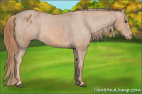 Horse Color:Chestnut Appaloosa 