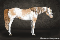 Horse Color:White Spotted Bay Pearl 