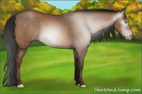 Horse Color:Gray Amber Champagne 