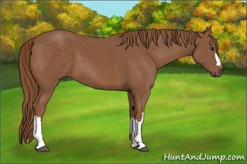 Horse Color: Chestnut 