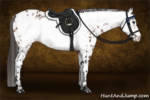 Horse Color:Bay Frame Appaloosa 
