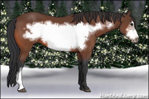 Horse Color: Bay Frame 
