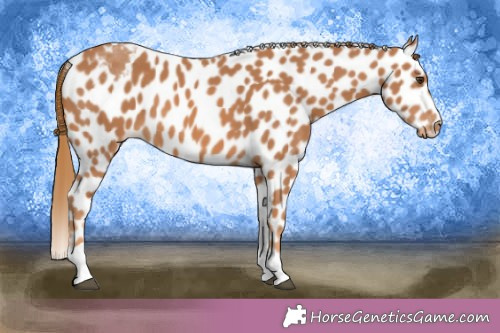 Horse Color:Chestnut Tobiano Appaloosa 