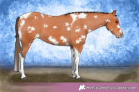 Horse Color:Bay Tobiano Frame Varnish 