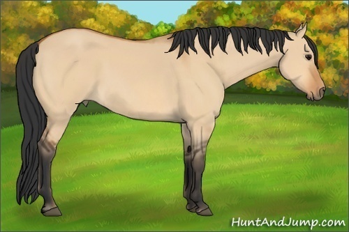 Horse Color: Bay Dun 